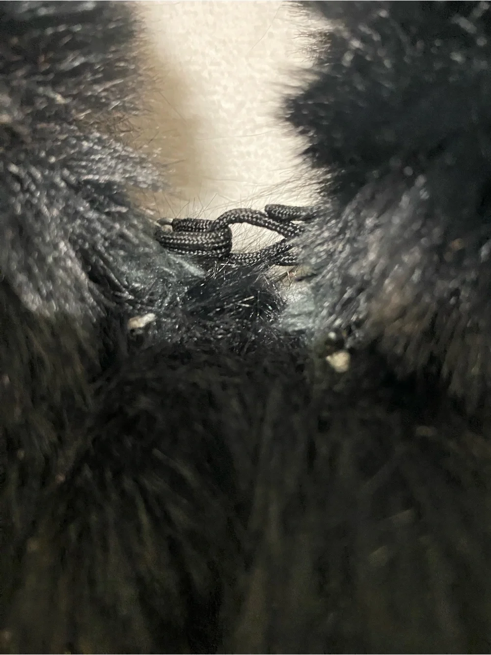 Vince Camuto Tweed Cape with Black Faux Fur Trim